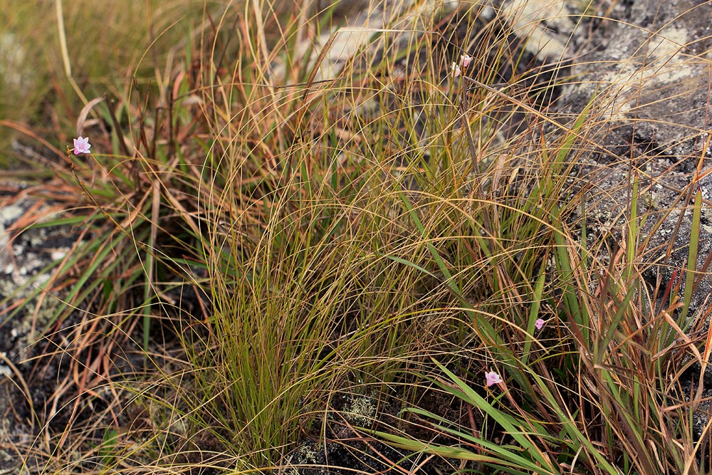 Polystachya dendrobiiflora Polystachya dendrobiiflora