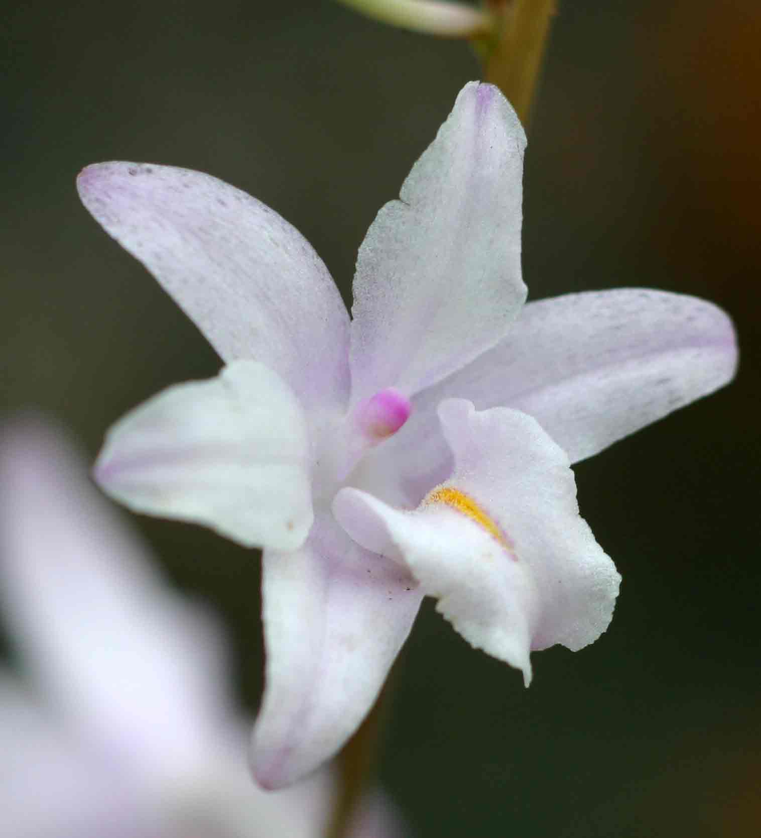Polystachya dendrobiiflora Polystachya dendrobiiflora