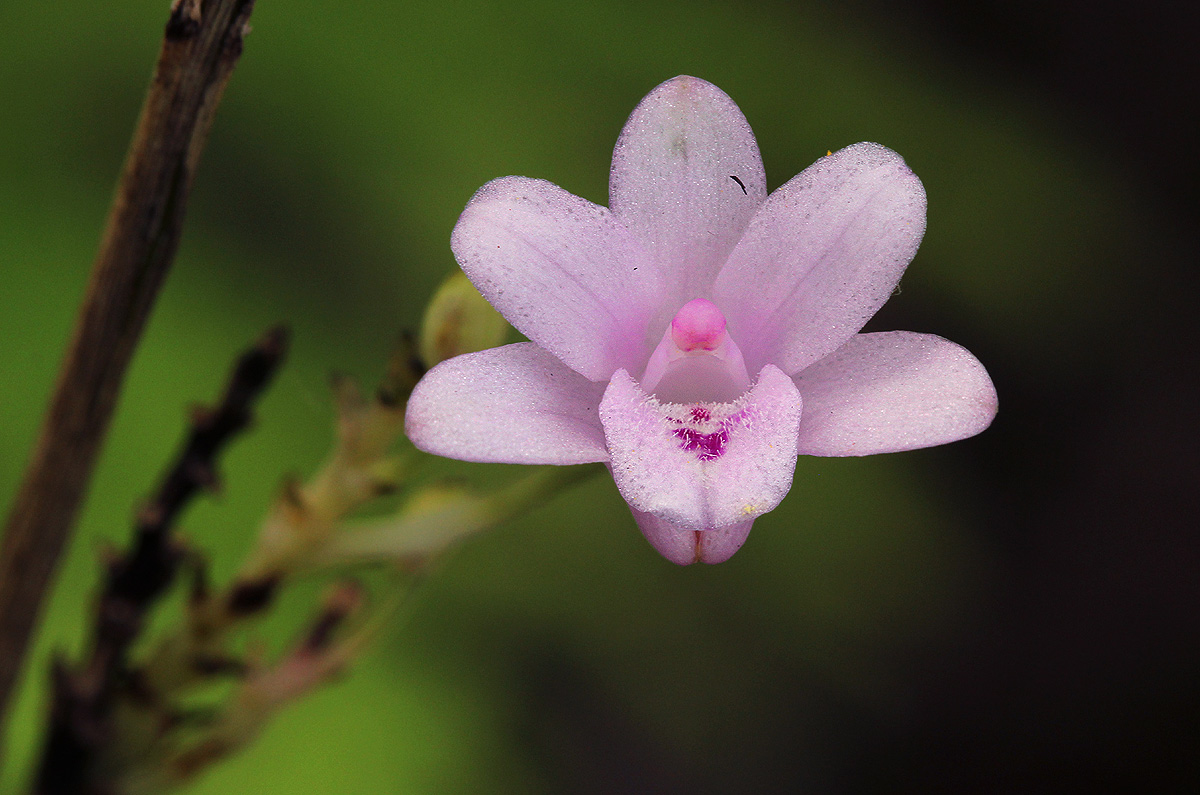 Polystachya dendrobiiflora Polystachya dendrobiiflora