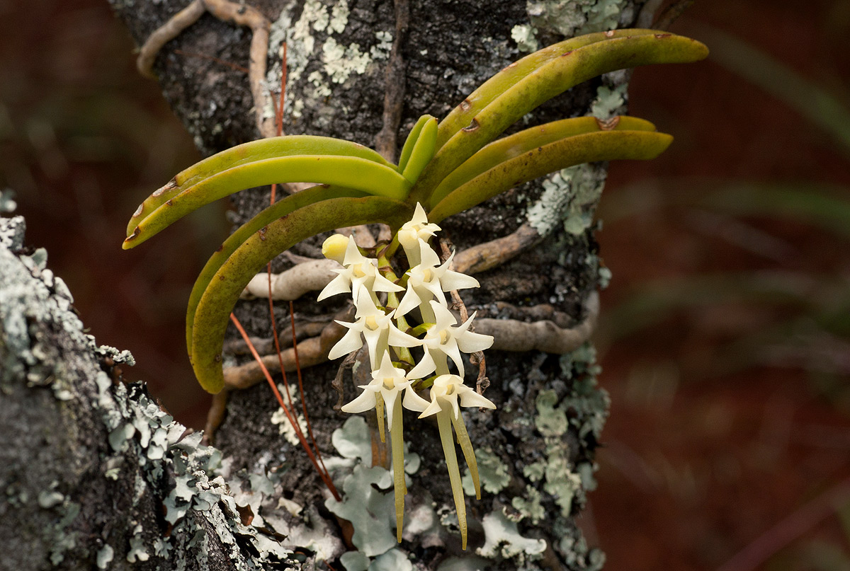 Cyrtorchis praetermissa subsp. praetermissa