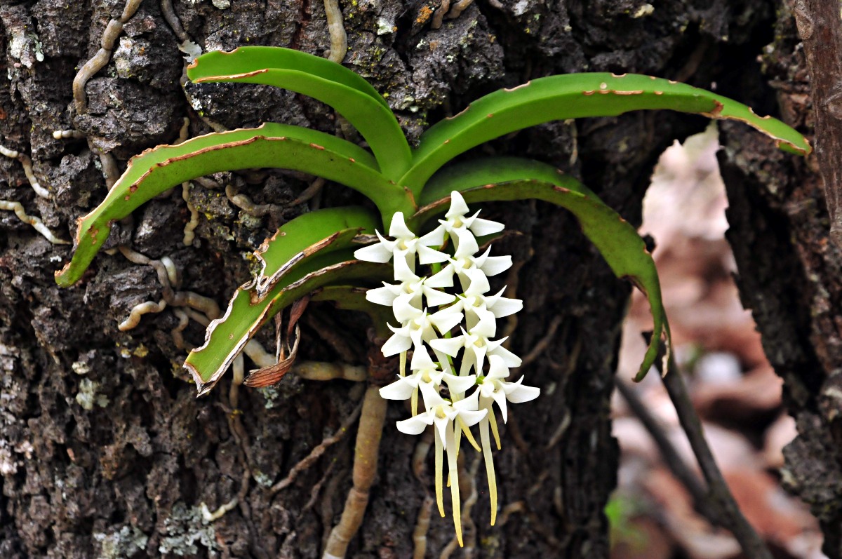 Cyrtorchis praetermissa subsp. praetermissa Cyrtorchis praetermissa subsp. praetermissa