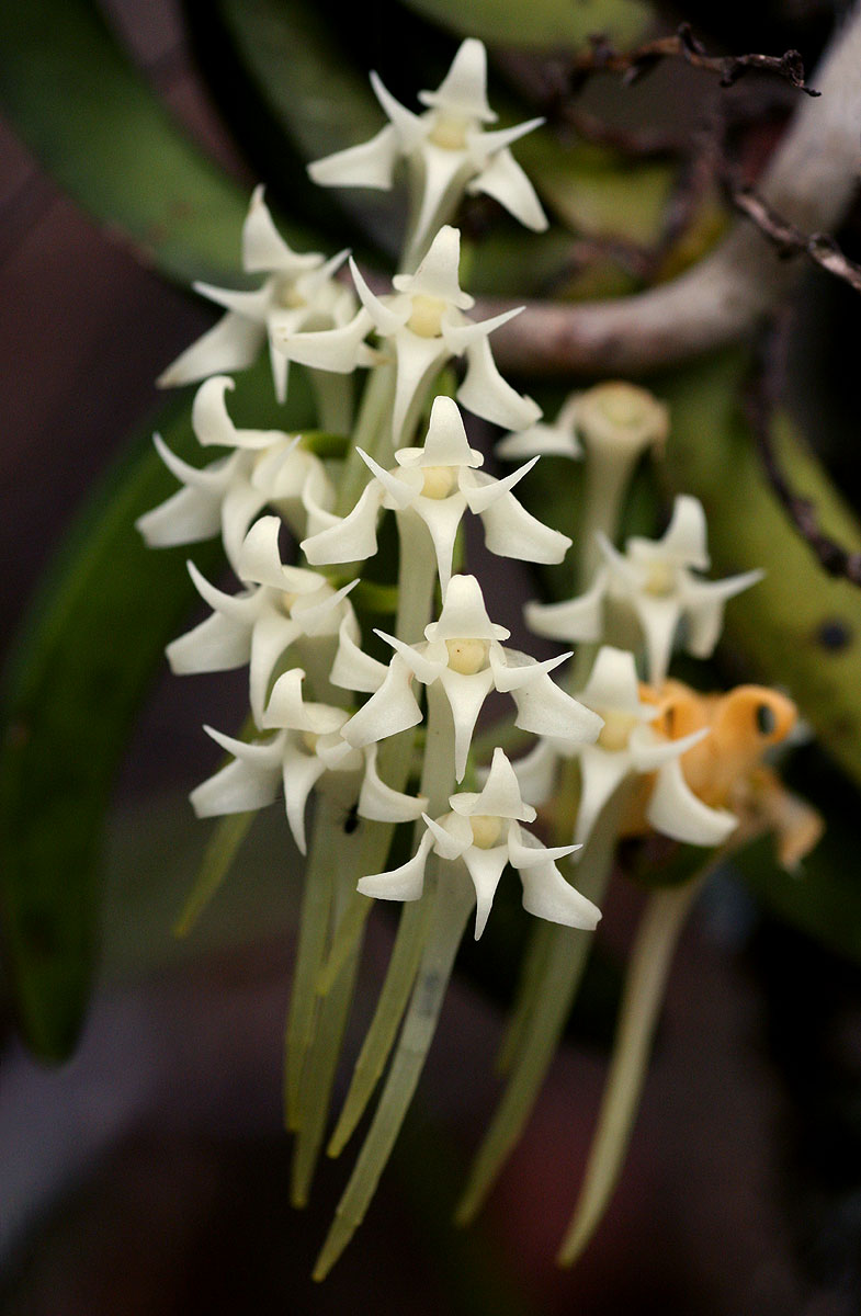 Cyrtorchis praetermissa subsp. praetermissa Cyrtorchis praetermissa subsp. praetermissa