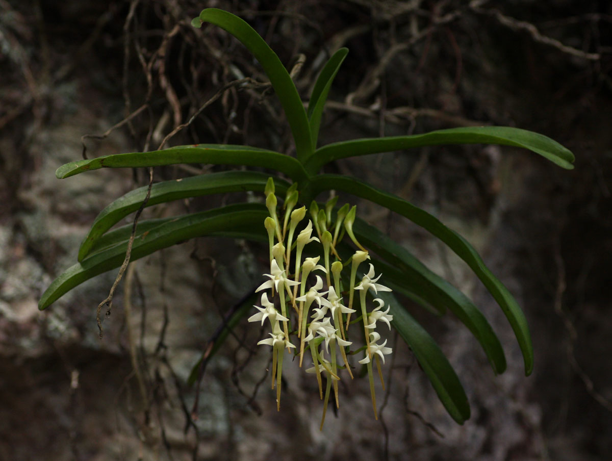 Cyrtorchis praetermissa subsp. praetermissa Cyrtorchis praetermissa subsp. praetermissa