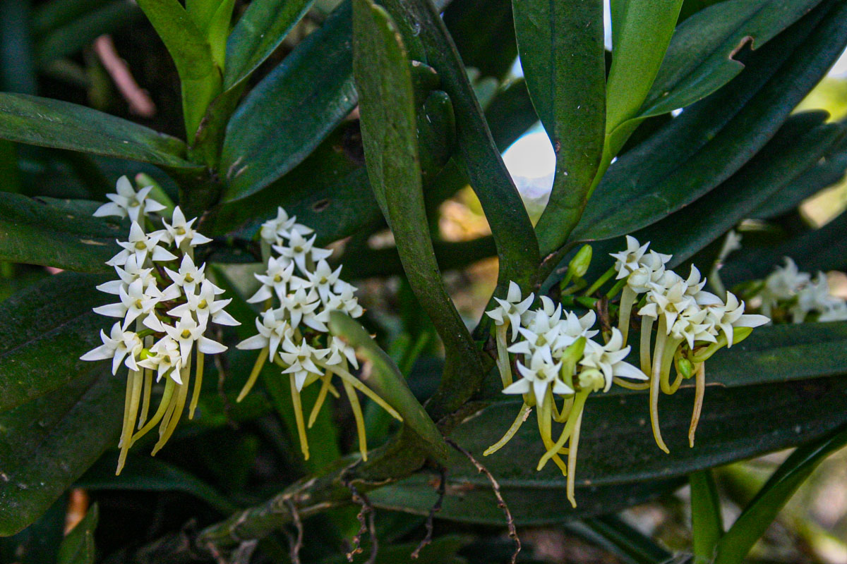 Cyrtorchis ringens Cyrtorchis ringens