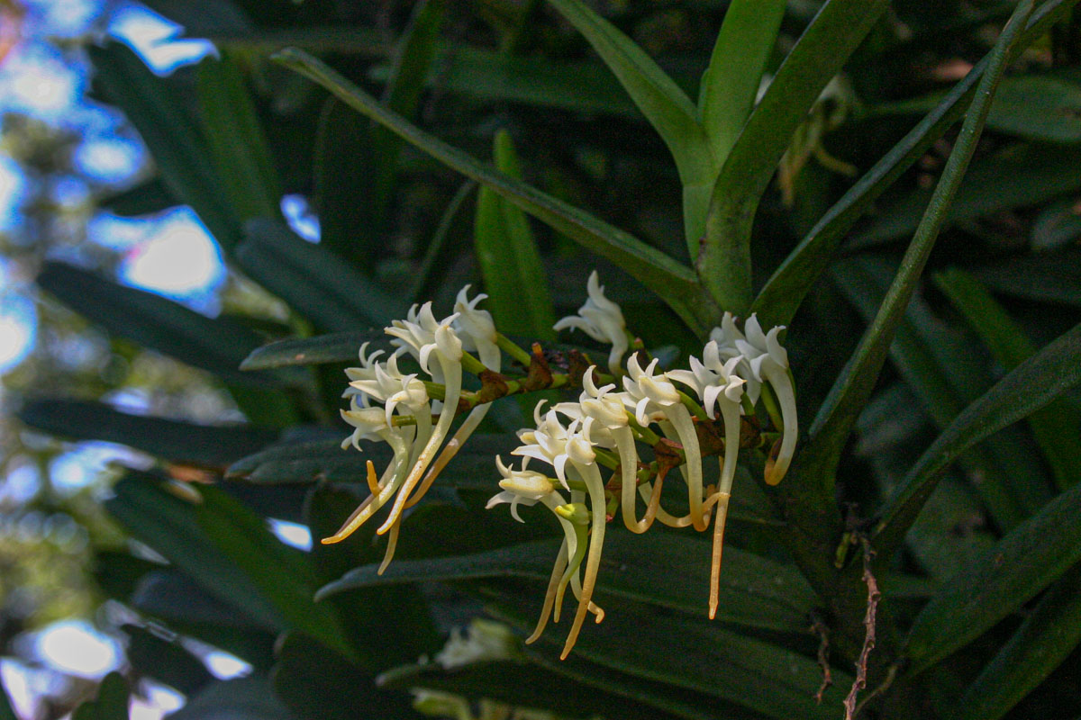 Cyrtorchis ringens Cyrtorchis ringens