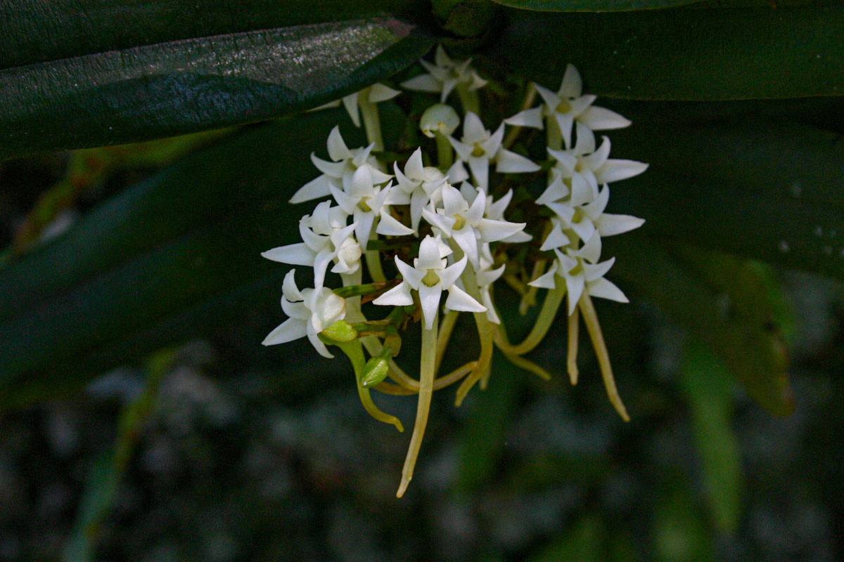 Cyrtorchis ringens Cyrtorchis ringens
