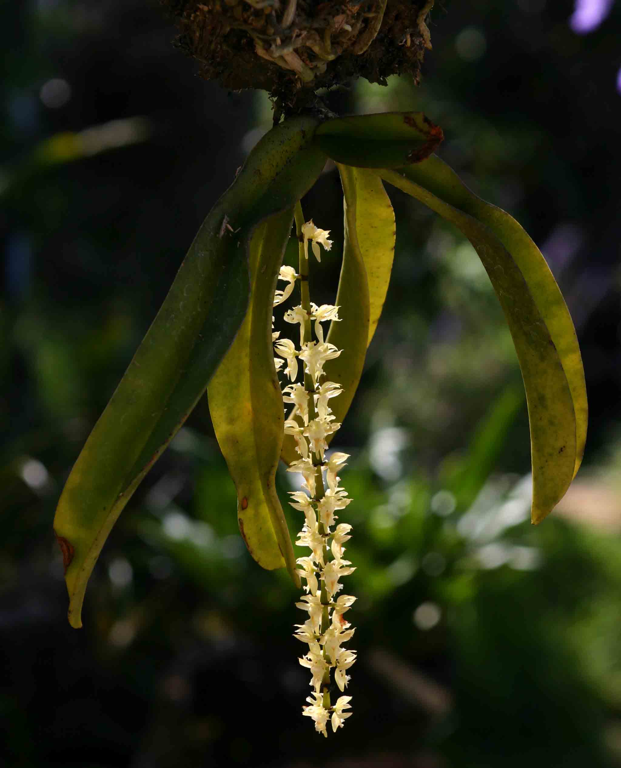 Diaphananthe fragrantissima Diaphananthe fragrantissima