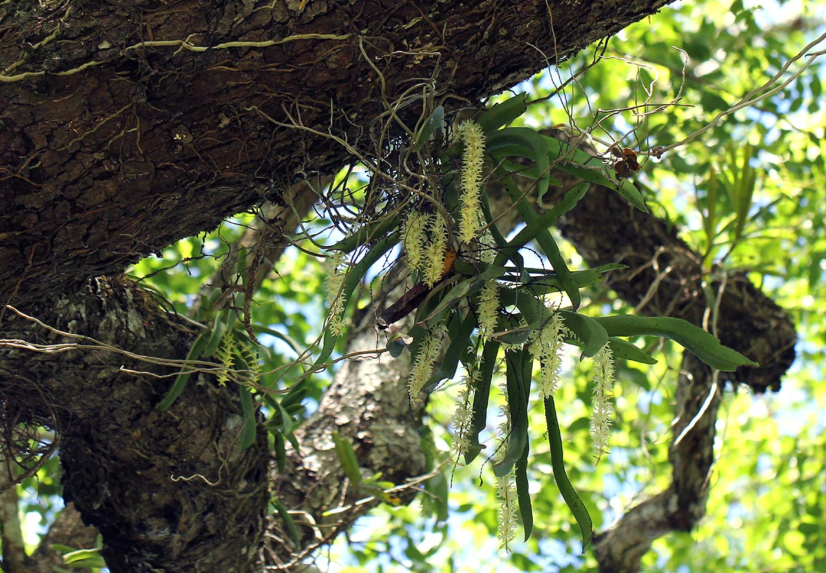 Diaphananthe fragrantissima Diaphananthe fragrantissima