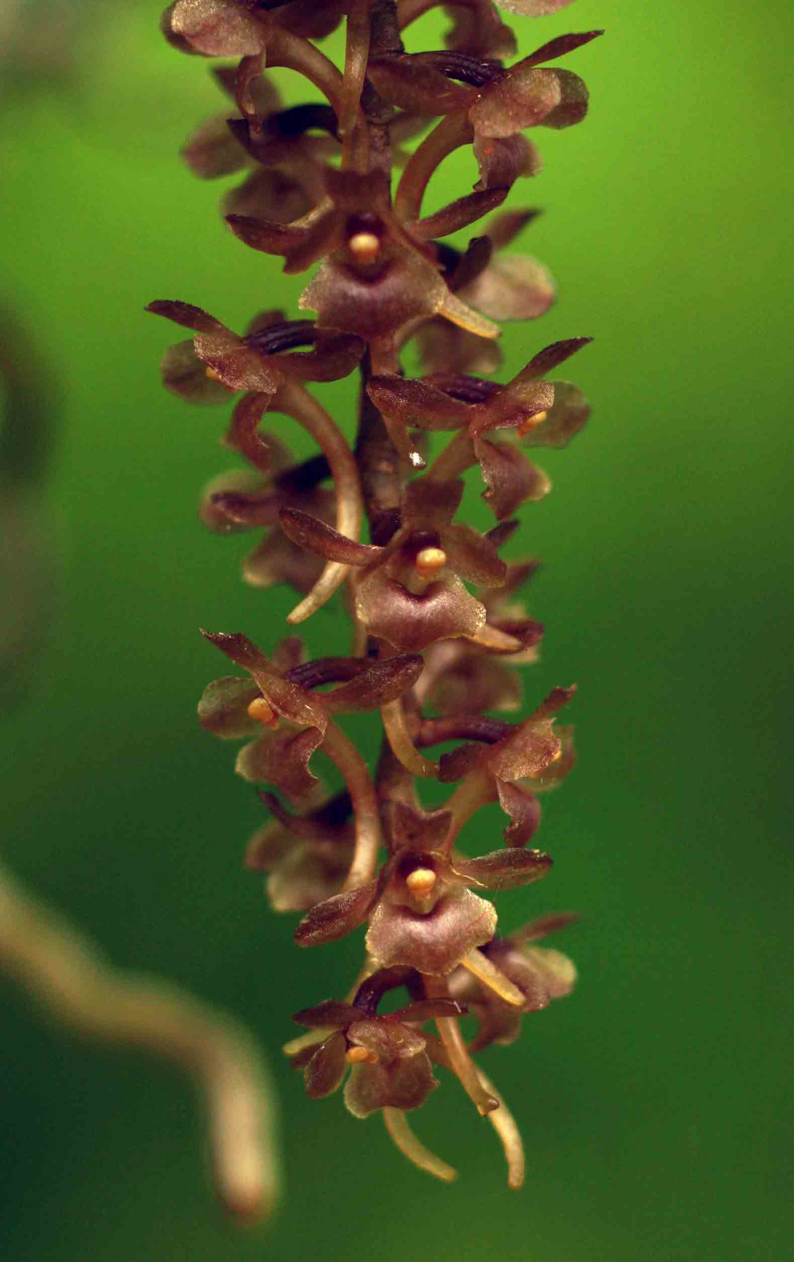 Rhipidoglossum rutilum Rhipidoglossum rutilum