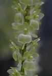 Rhipidoglossum xanthopollinium
