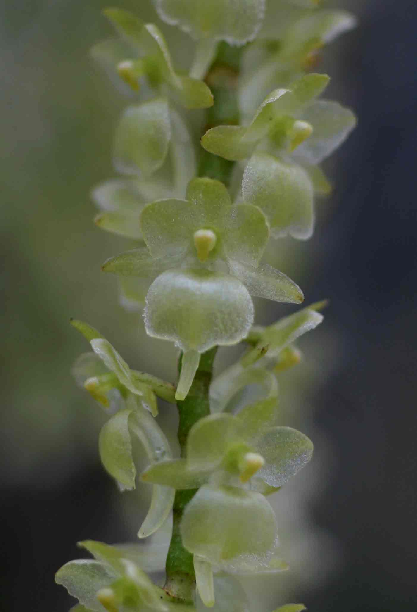 Rhipidoglossum xanthopollinium Rhipidoglossum xanthopollinium