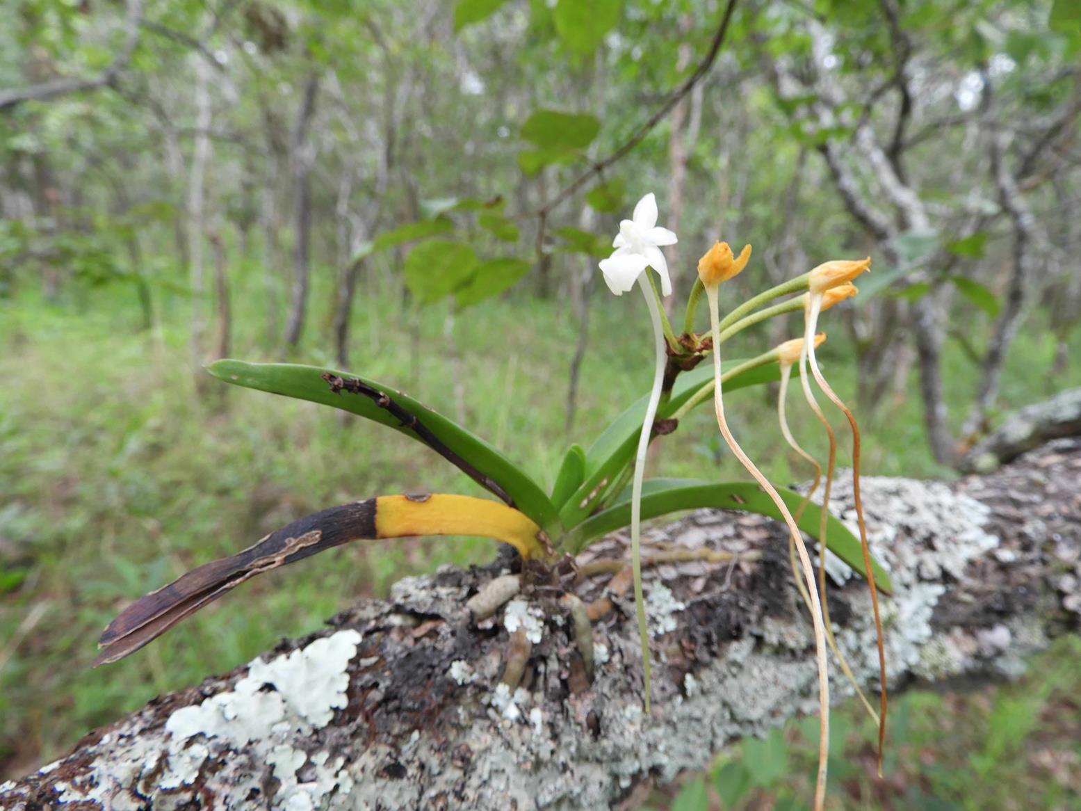 Rangaeris muscicola Rangaeris muscicola