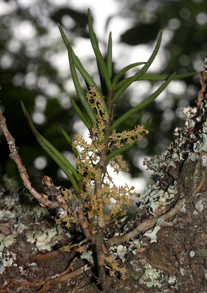 Tridactyle tridentata Tridactyle tridentata
