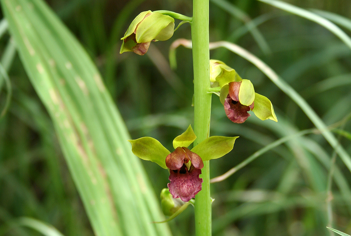 Eulophia alta Eulophia alta