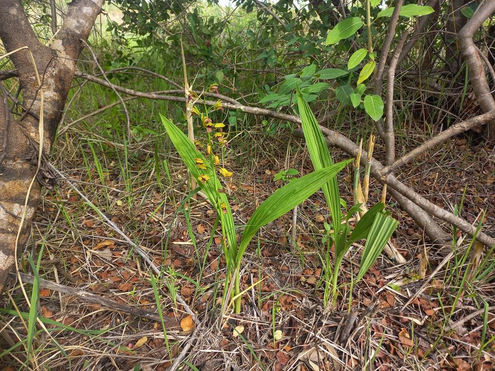 Eulophia alta Eulophia alta