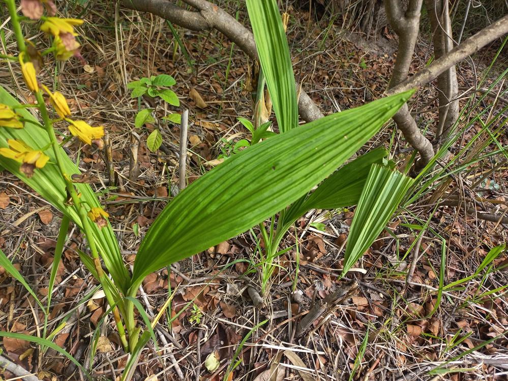 Eulophia alta Eulophia alta