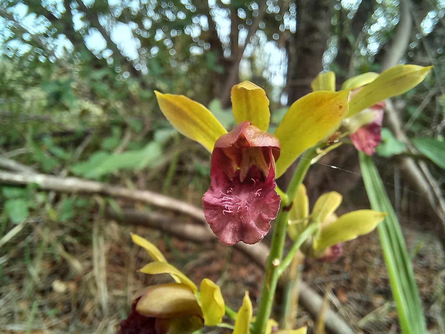 Eulophia alta Eulophia alta