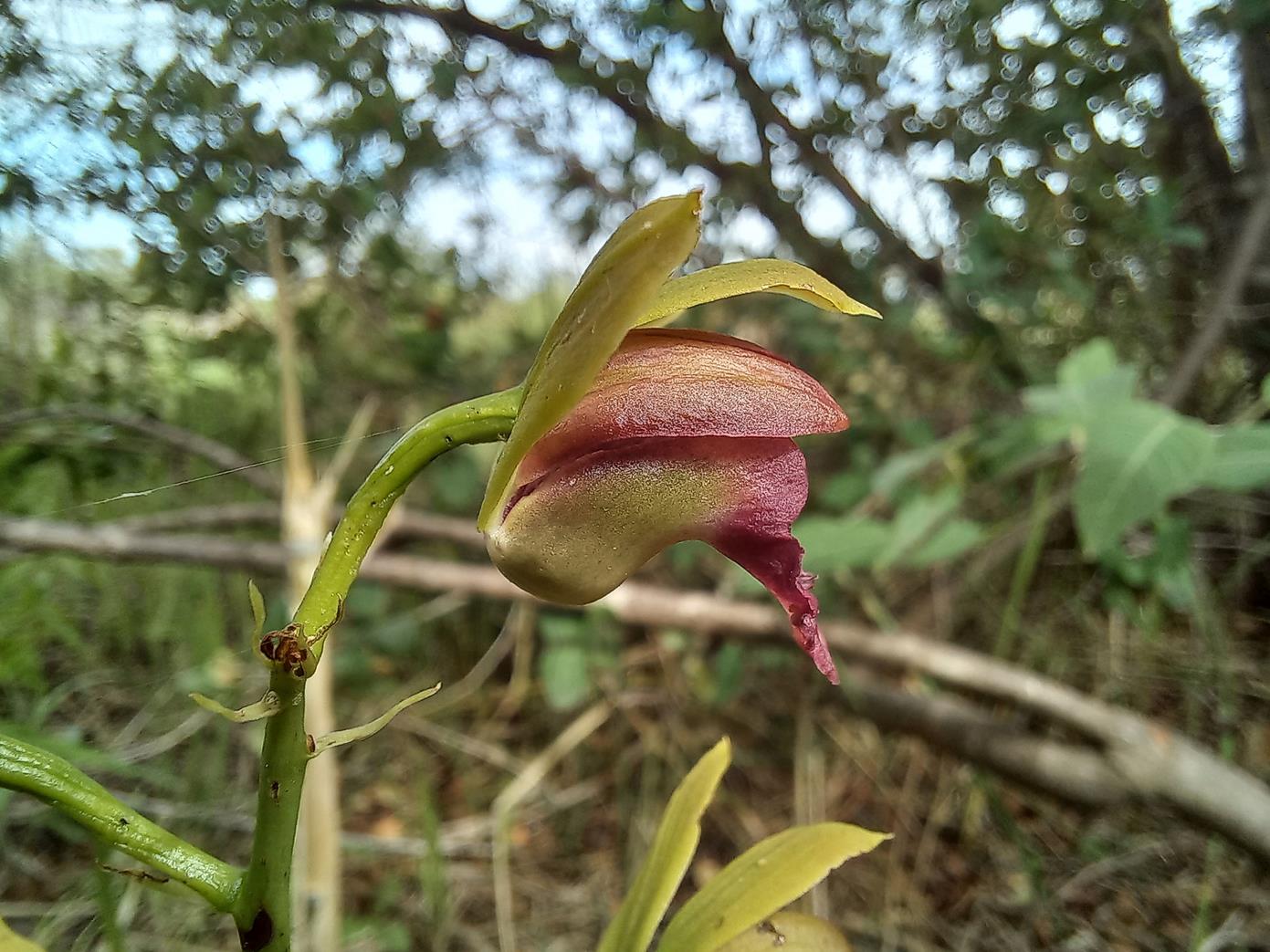 Eulophia alta Eulophia alta