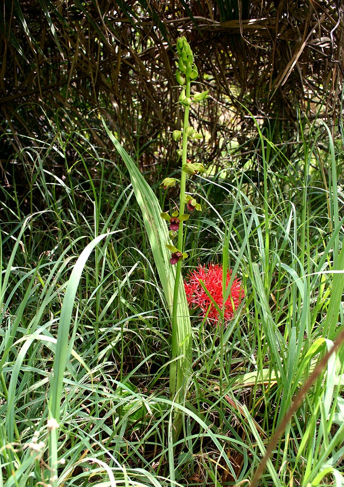 Eulophia alta Eulophia alta