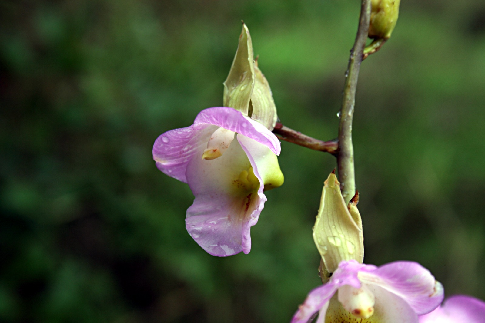 Eulophia cucullata Eulophia cucullata