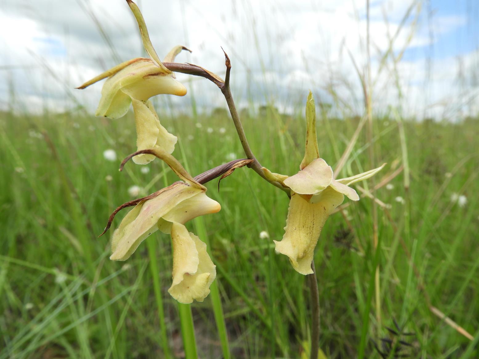Eulophia flavopurpurea Eulophia flavopurpurea