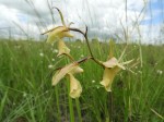 Eulophia flavopurpurea