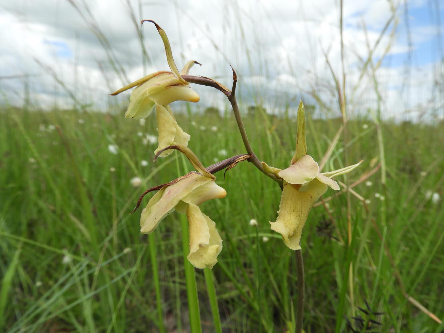 Eulophia flavopurpurea Eulophia flavopurpurea