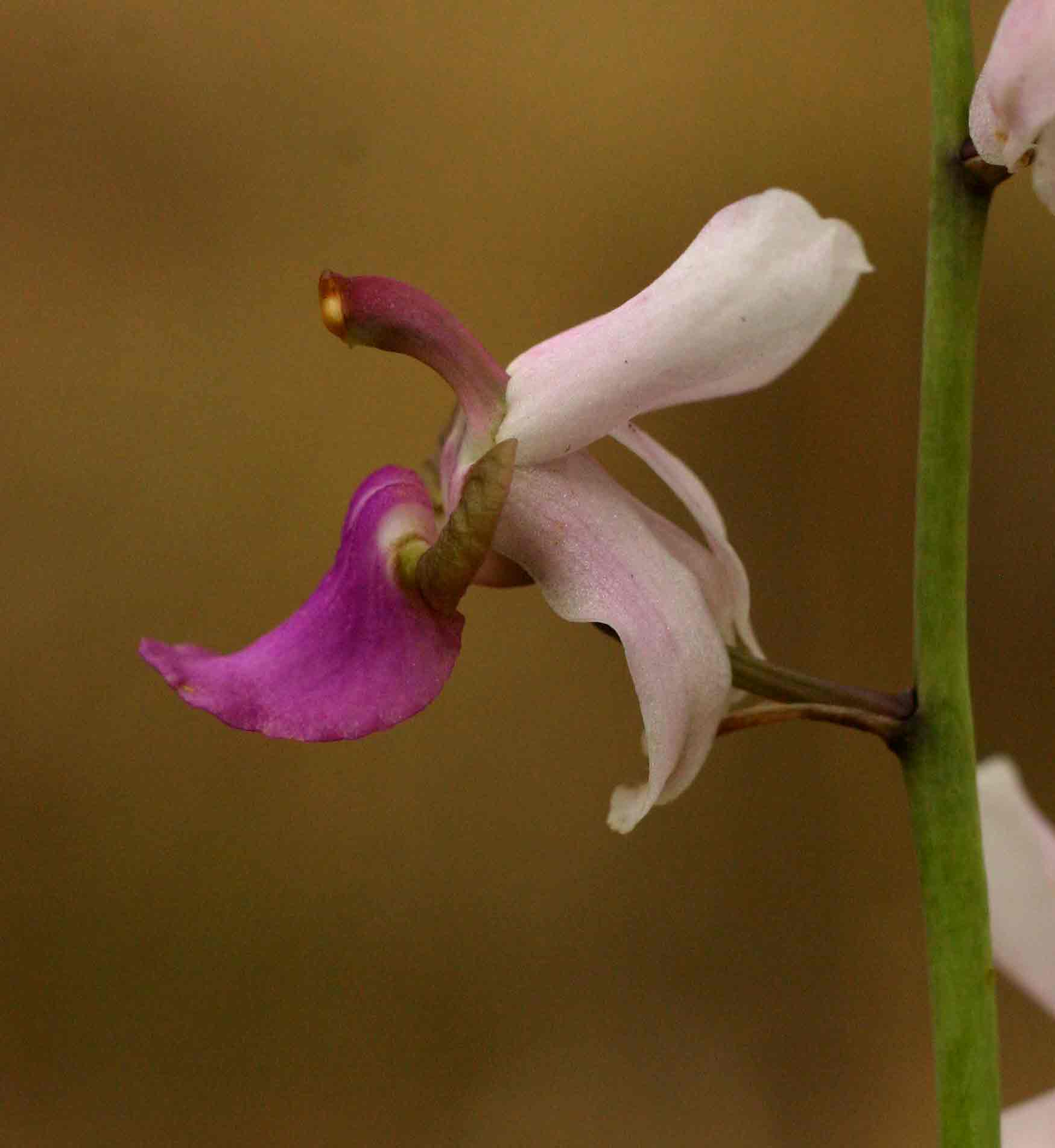 Eulophia livingstoneana Eulophia livingstoneana