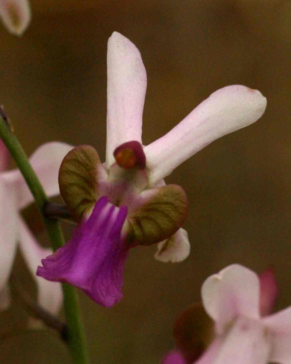 Eulophia livingstoneana Eulophia livingstoneana