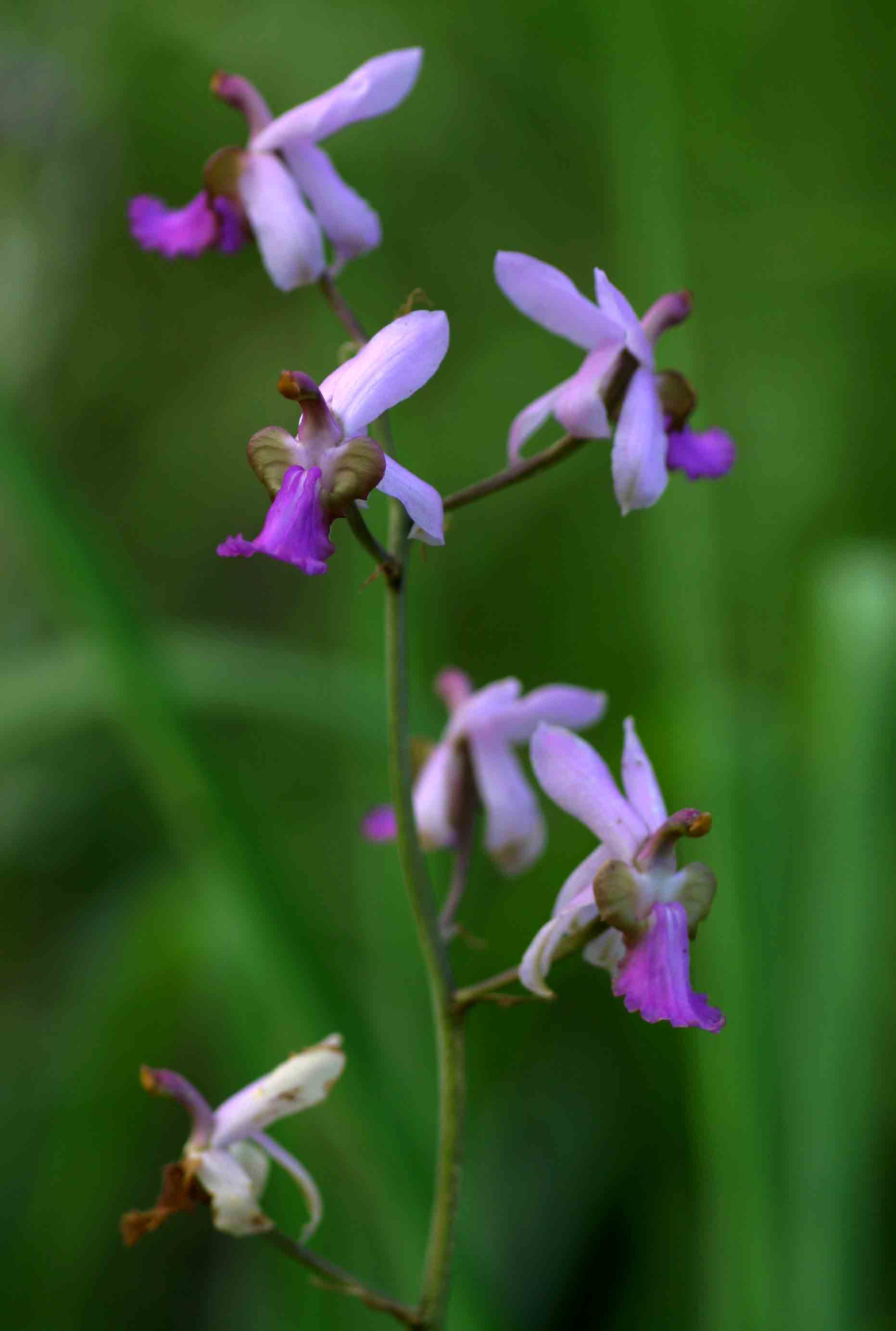 Eulophia livingstoneana Eulophia livingstoneana