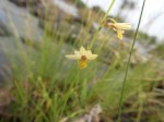 Orthochilus milnei