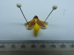 Eulophia orthoplectra