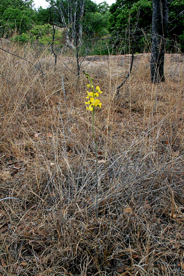 Eulophia speciosa
