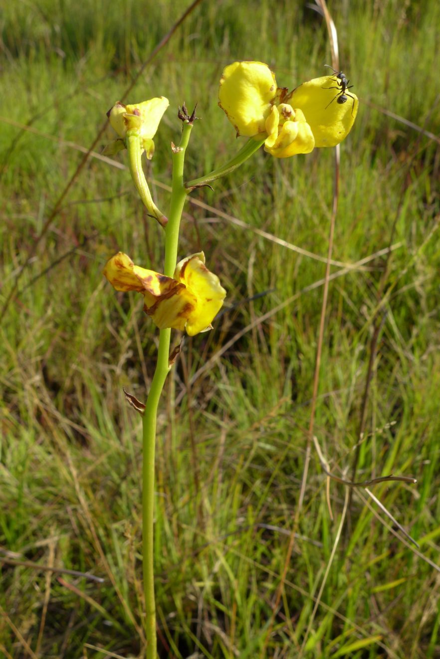 Eulophia speciosa Eulophia speciosa