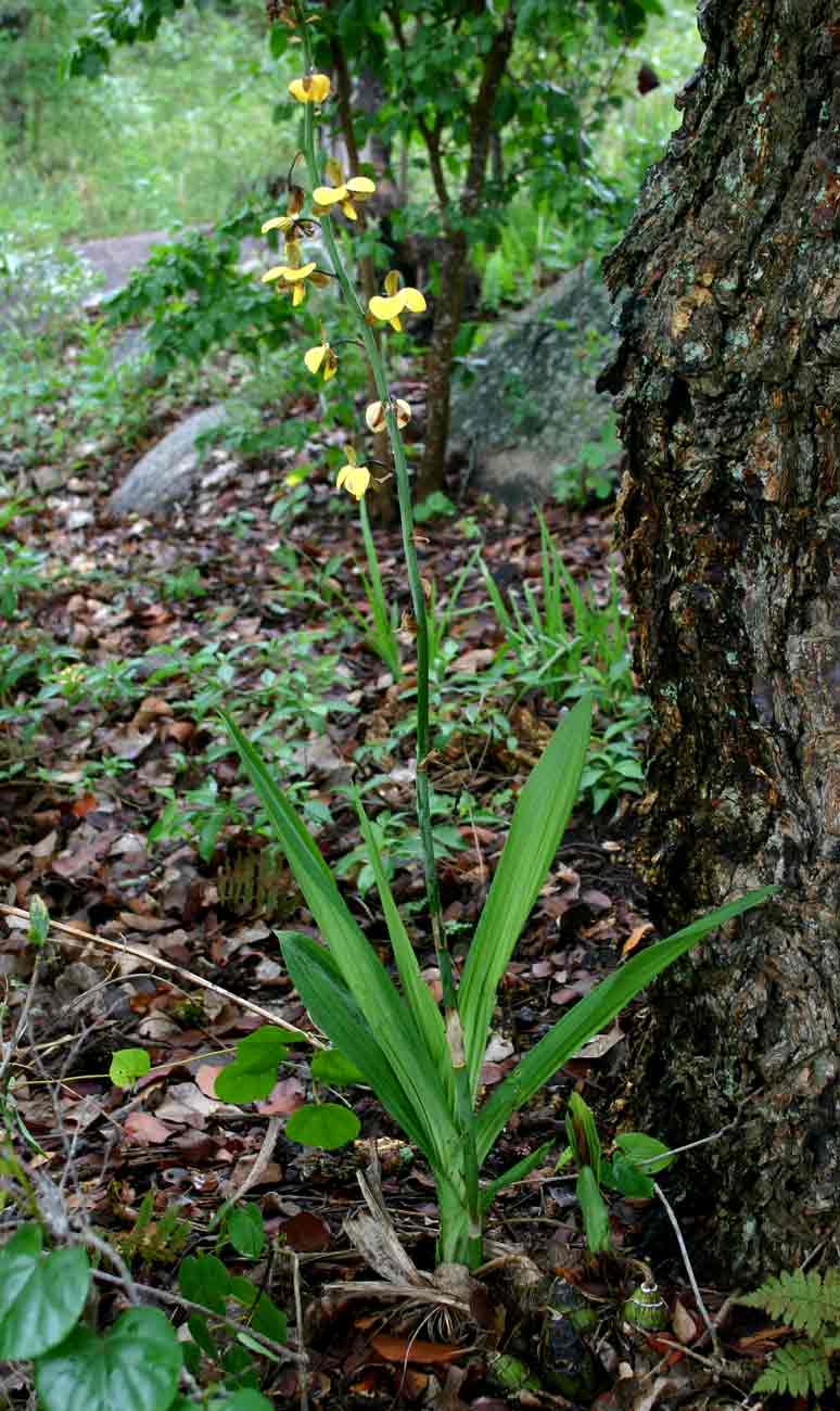 Eulophia streptopetala Eulophia streptopetala