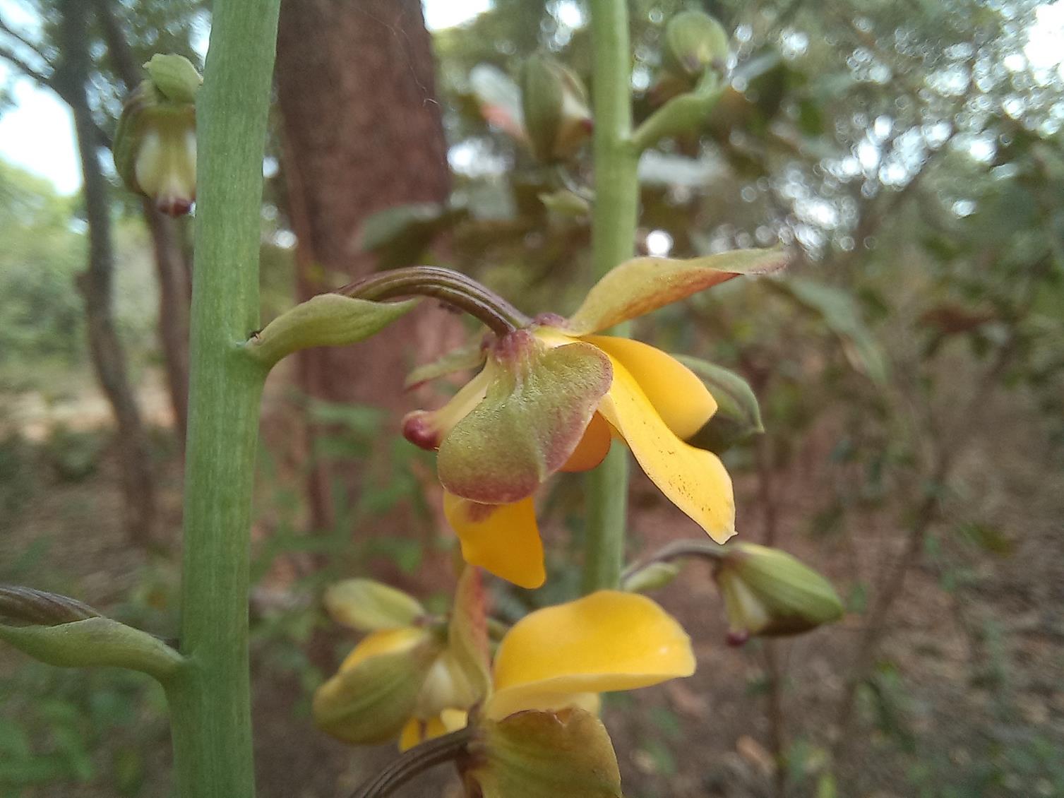 Eulophia streptopetala Eulophia streptopetala