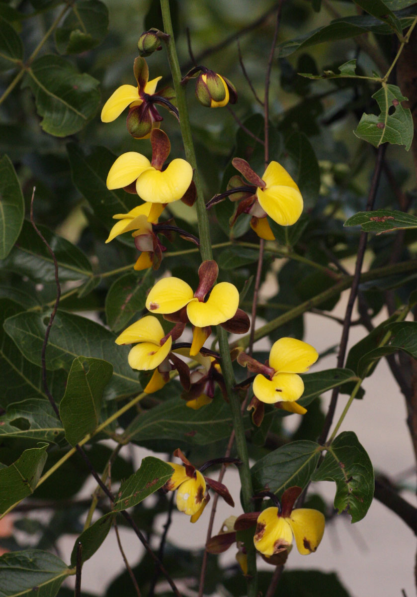 Eulophia streptopetala Eulophia streptopetala