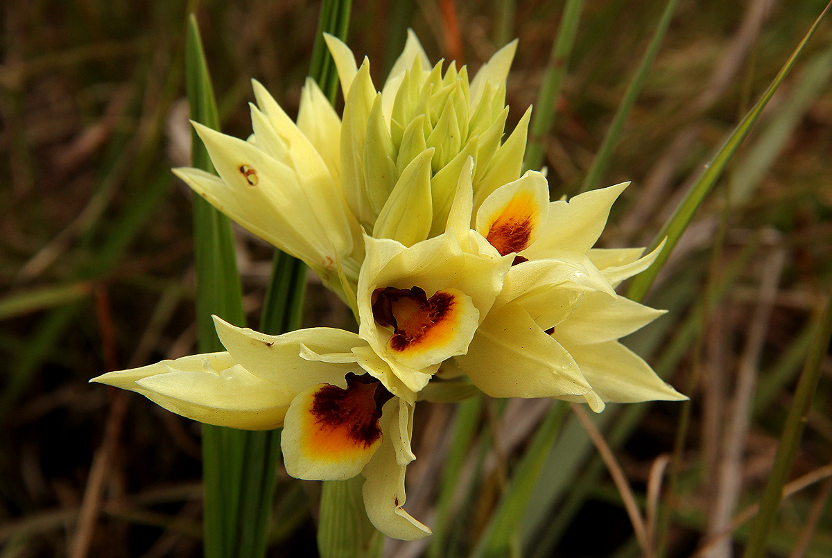Orthochilus mechowii Orthochilus mechowii