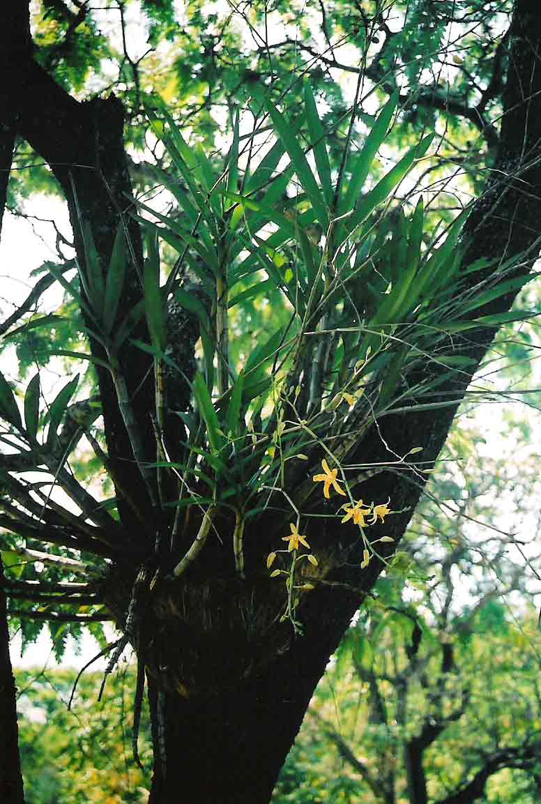 Ansellia africana Ansellia africana
