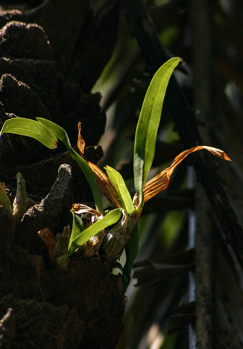 Ansellia africana Ansellia africana