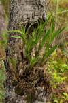 Ansellia africana