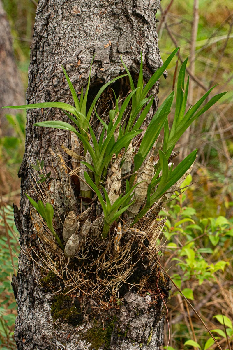 Ansellia africana Ansellia africana