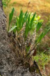 Ansellia africana