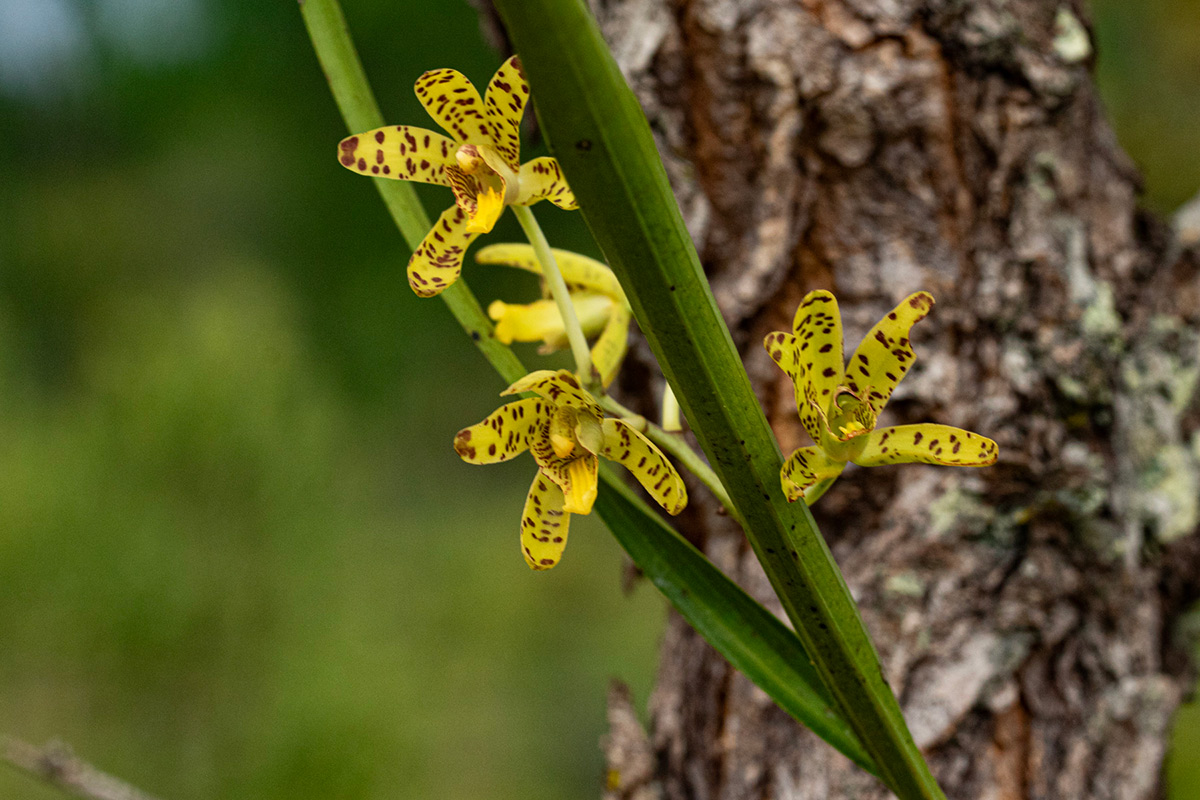 Ansellia africana Ansellia africana