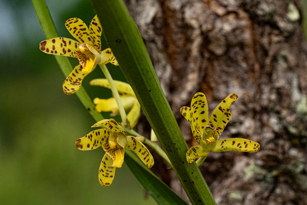 Ansellia africana Ansellia africana