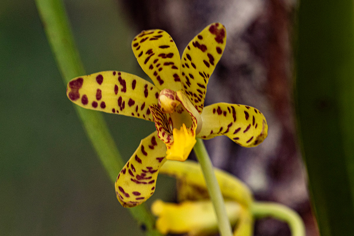 Ansellia africana