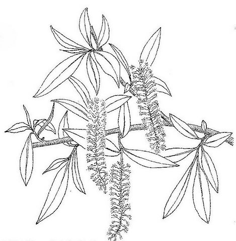 Salix mucronata subsp. subserrata Salix mucronata subsp. subserrata
