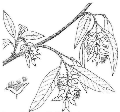 Salix mucronata subsp. subserrata Salix mucronata subsp. subserrata