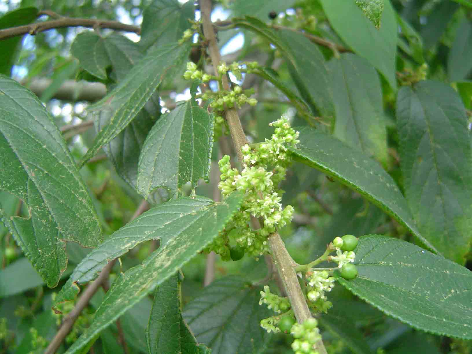 Trema orientale Trema orientale