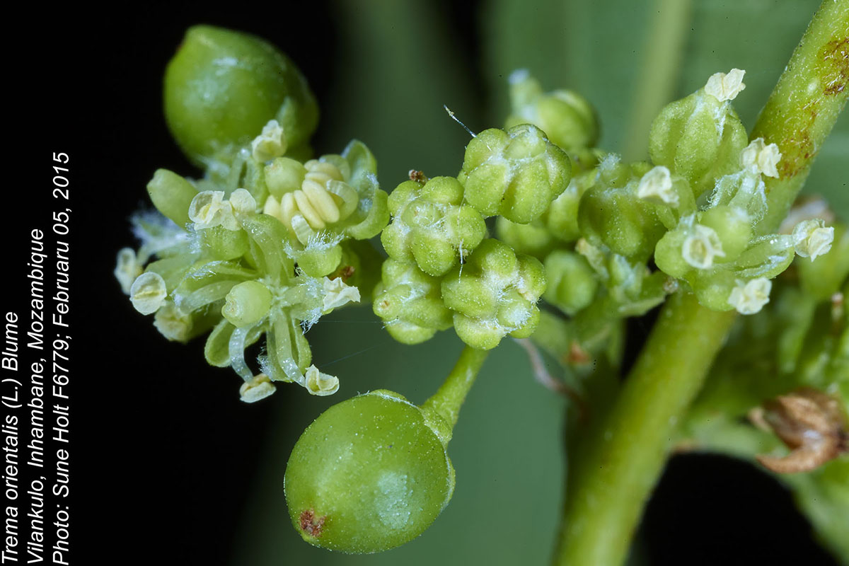 Trema orientale Trema orientale